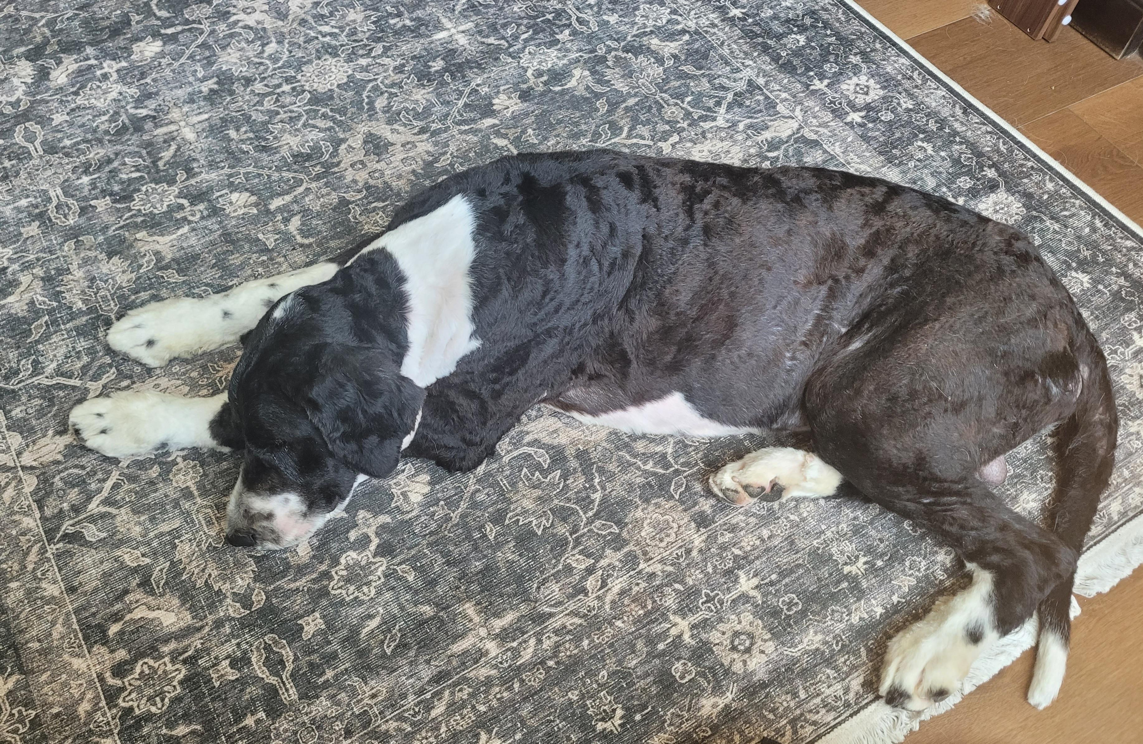 Enlarge Scout, a ADOPTABLE mixed breed in Clarksburg, MD image 5/5