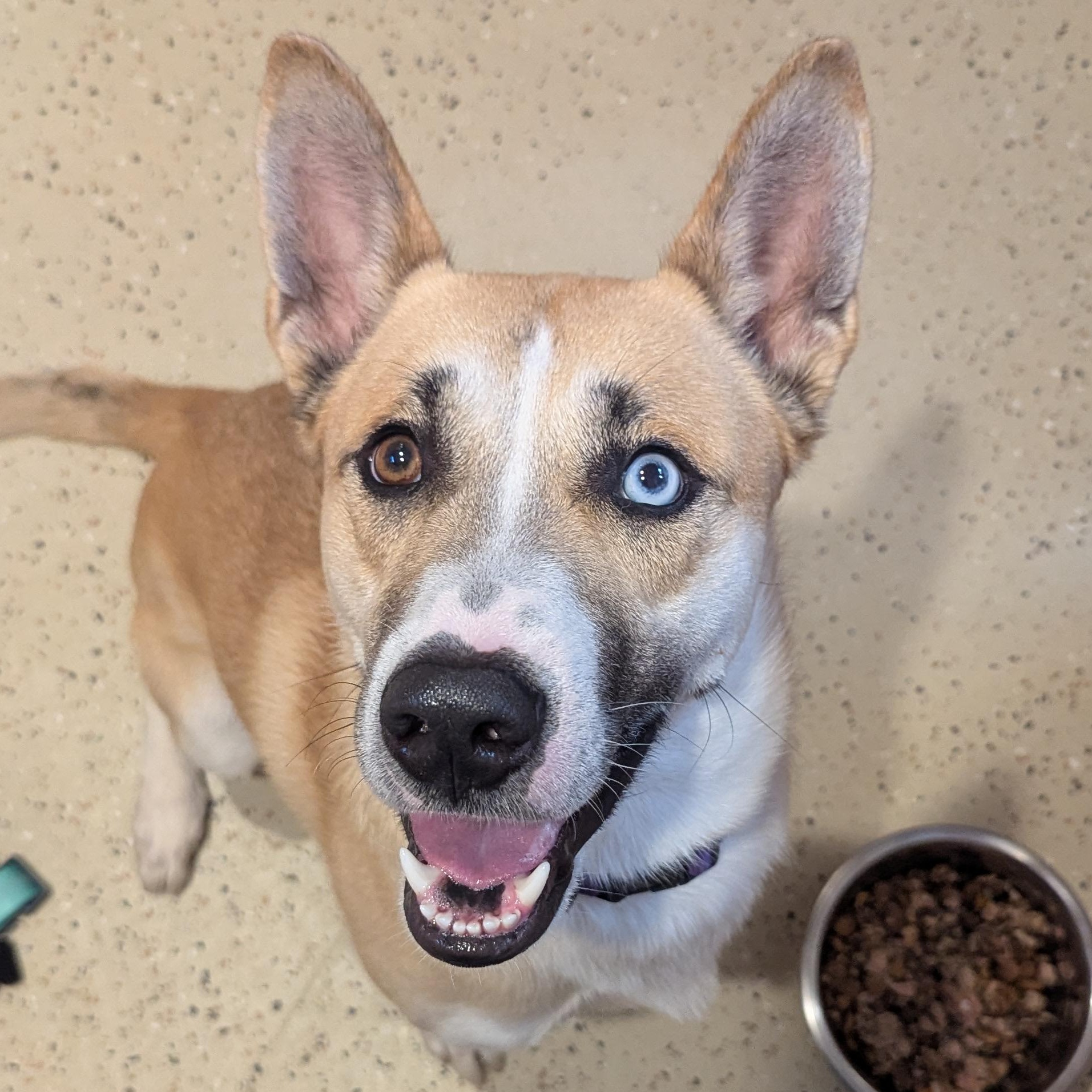 Prince, Adoptable, Young Male Husky.