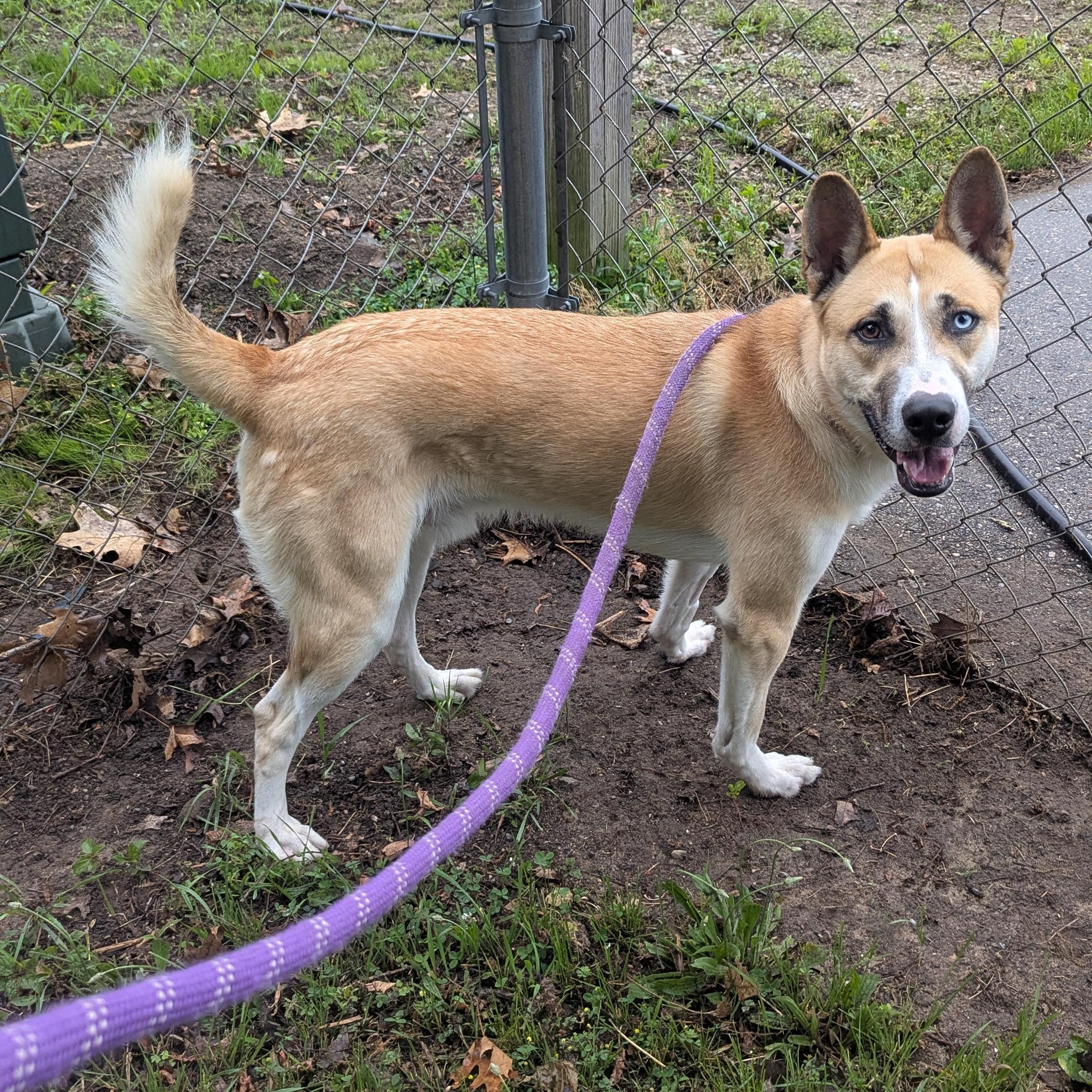 Enlarge Prince, a Adoptable mixed breed in Fenton, MI image 2/2