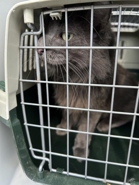 Miracle, Adoptable, Adult Female Domestic Long Hair.