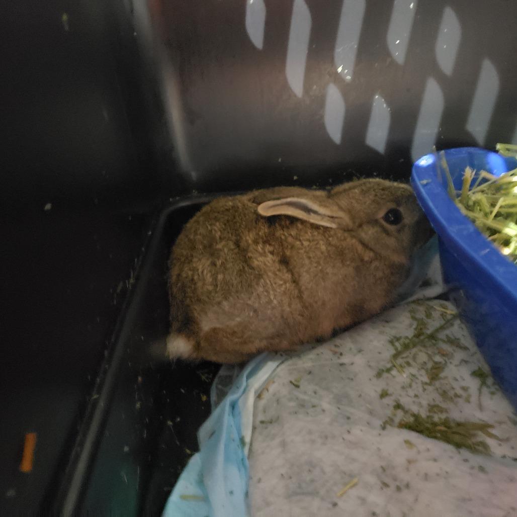 Enlarge Snap Dragon, a Adoptable American in Mondovi, WI image 1/1