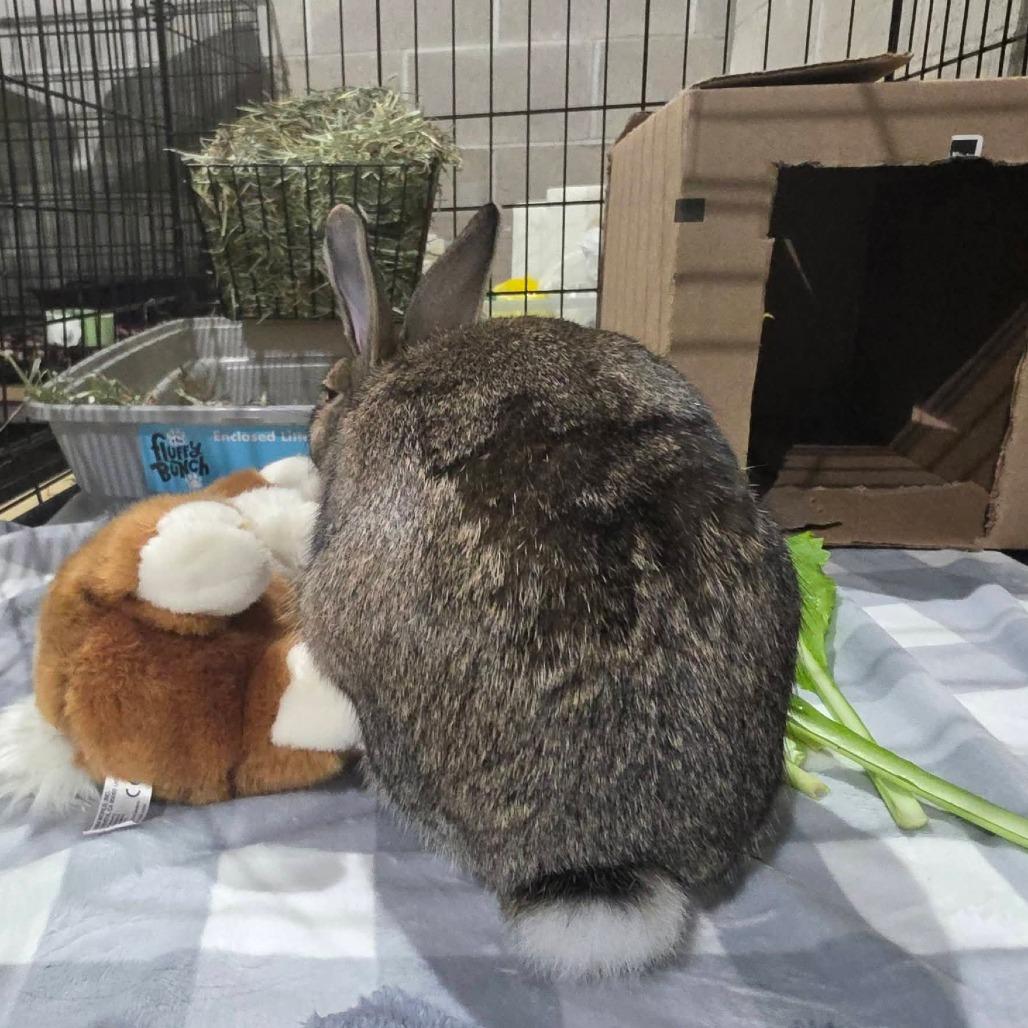 Enlarge Snap Dragon, a Adoptable American in Mondovi, WI image 2/6