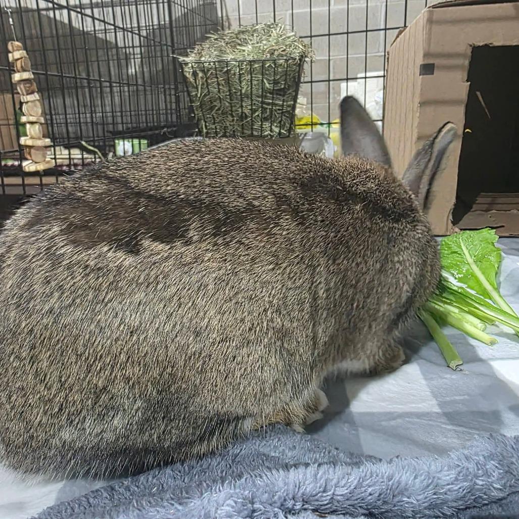 Enlarge Snap Dragon, a Adoptable American in Mondovi, WI image 4/6