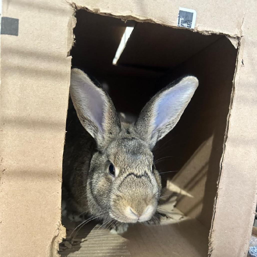 Enlarge Snap Dragon, a Adoptable American in Mondovi, WI image 5/6