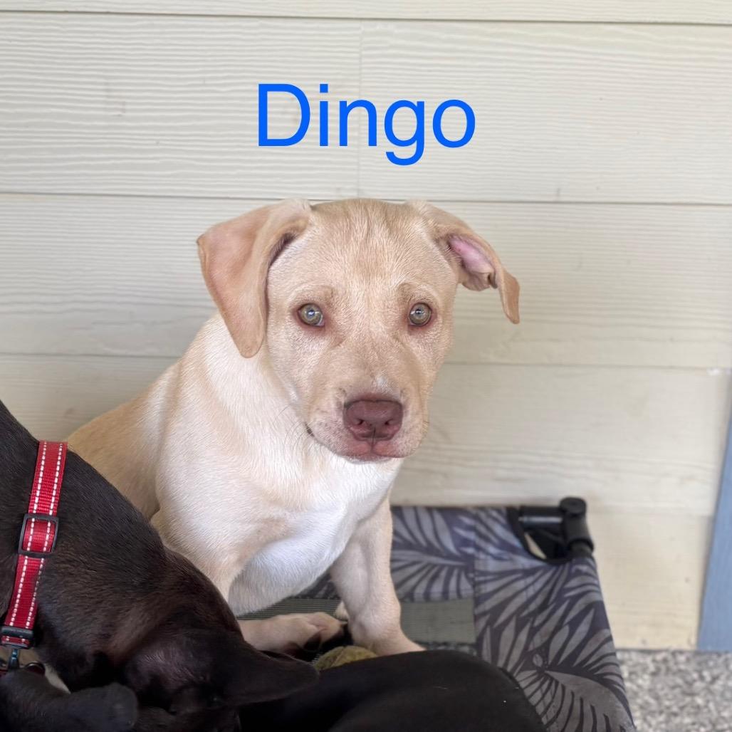 Enlarge DINGO, a Adoptable mixed breed in Wellington, FL image 1/6