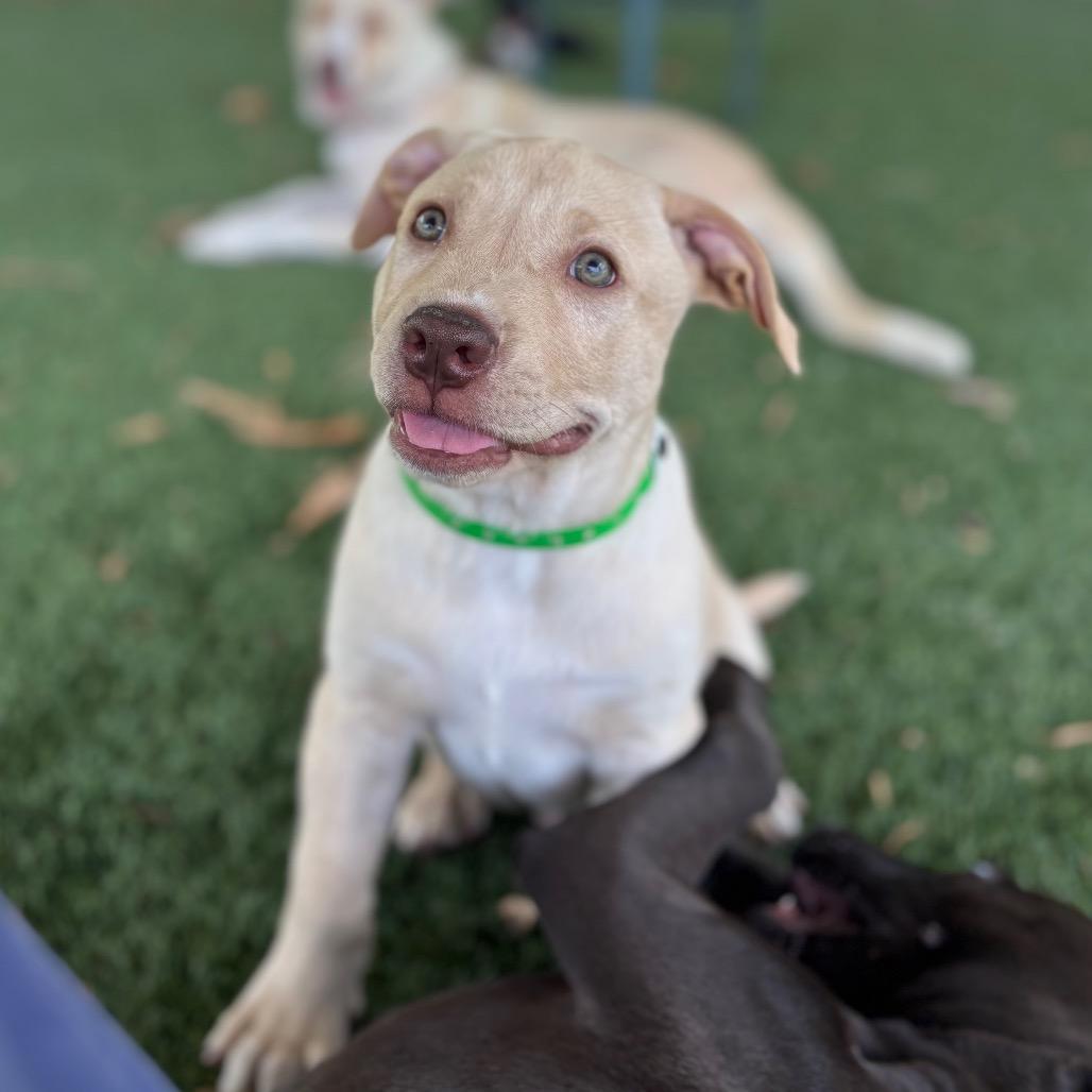 DINGO, Adoptable, Puppy Male Labrador Retriever & Husky.