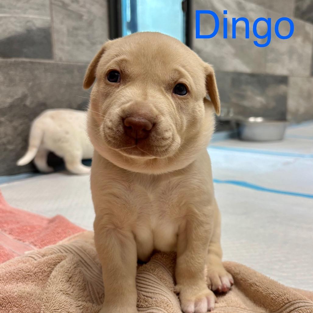 Enlarge DINGO, a Adoptable mixed breed in Wellington, FL image 2/5