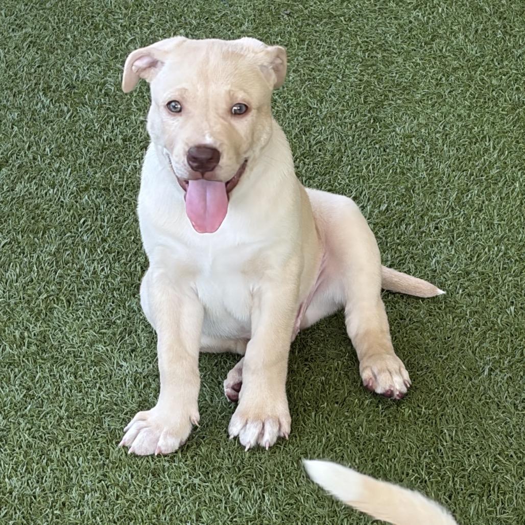 Enlarge DINGO, a Adoptable mixed breed in Wellington, FL image 3/5