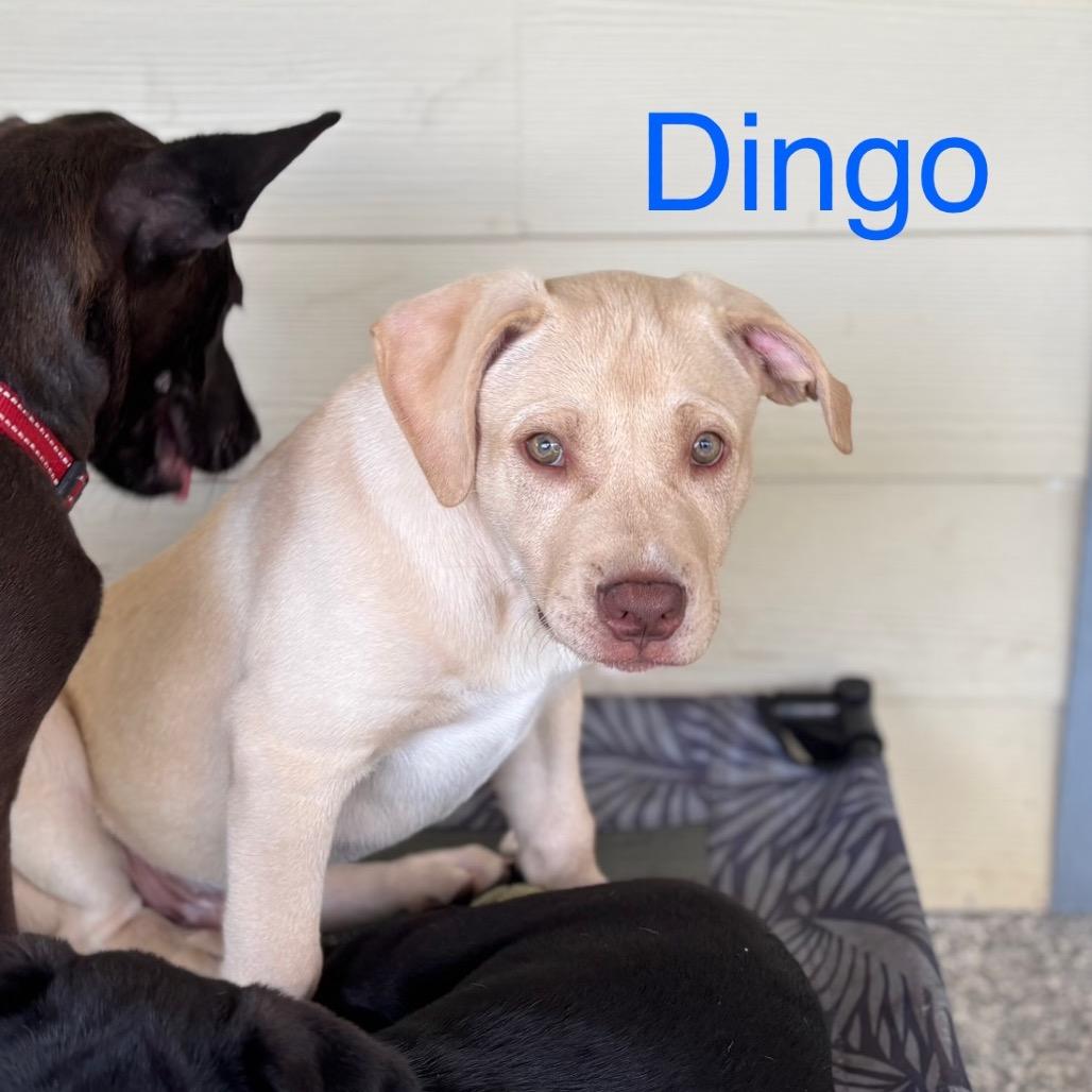 Enlarge DINGO, a Adoptable mixed breed in Wellington, FL image 6/6