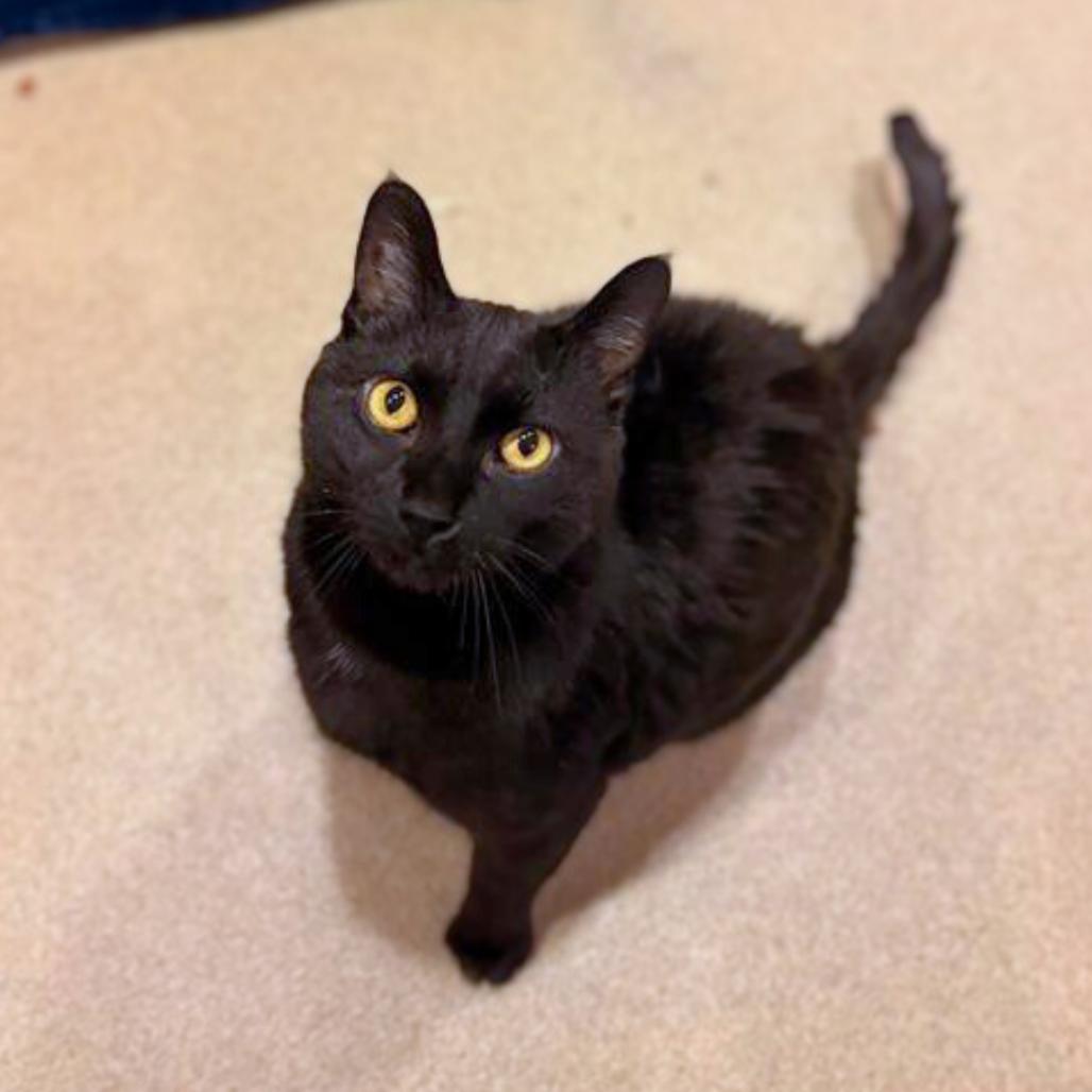 Enlarge Panther, a Adoptable mixed breed in South Burlington, VT image 1/6