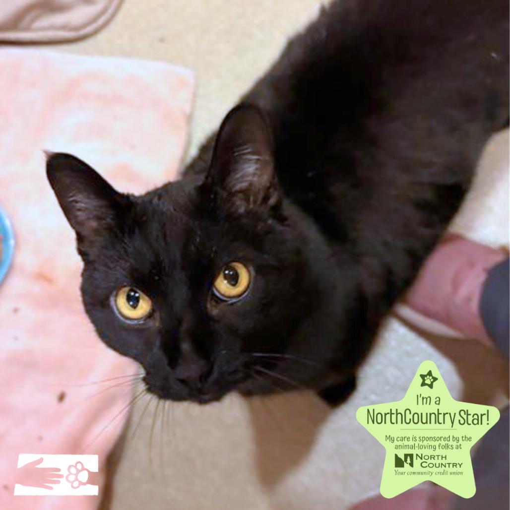 Enlarge Panther, a Adoptable mixed breed in South Burlington, VT image 2/6