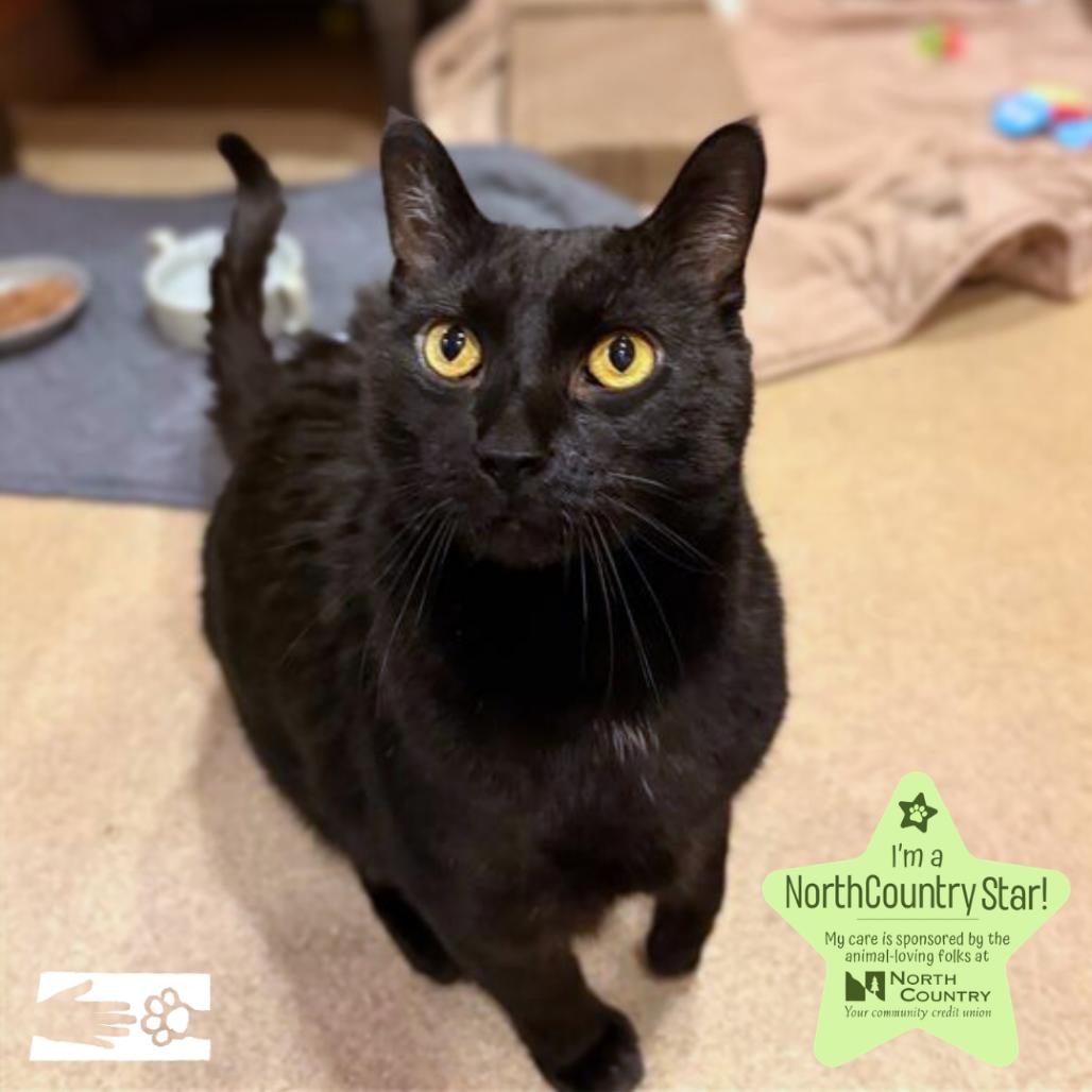 Enlarge Panther, a Adoptable mixed breed in South Burlington, VT image 3/6