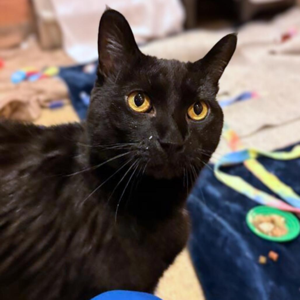 Enlarge Panther, a Adoptable mixed breed in South Burlington, VT image 4/6