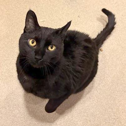 Enlarge Panther, a Adoptable mixed breed in South Burlington, VT image 5/6
