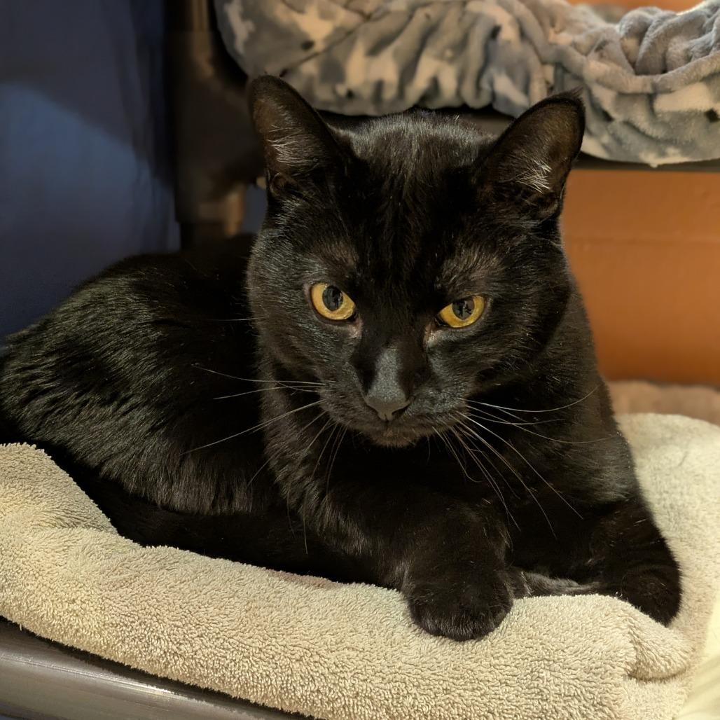 Enlarge Panther, a Adoptable mixed breed in South Burlington, VT image 6/6