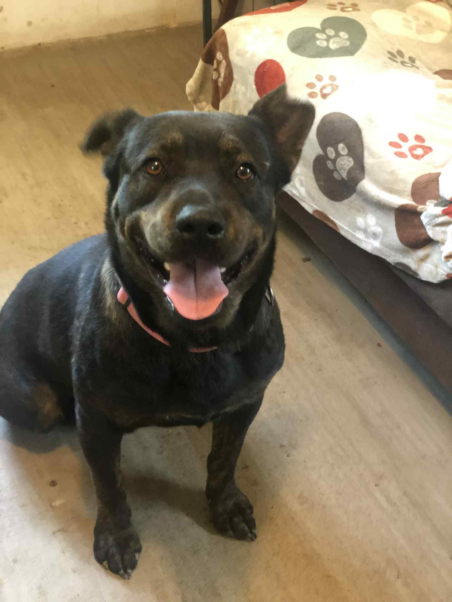 Vinny, a Adoptable mixed breed in Campton, KY image 2/5