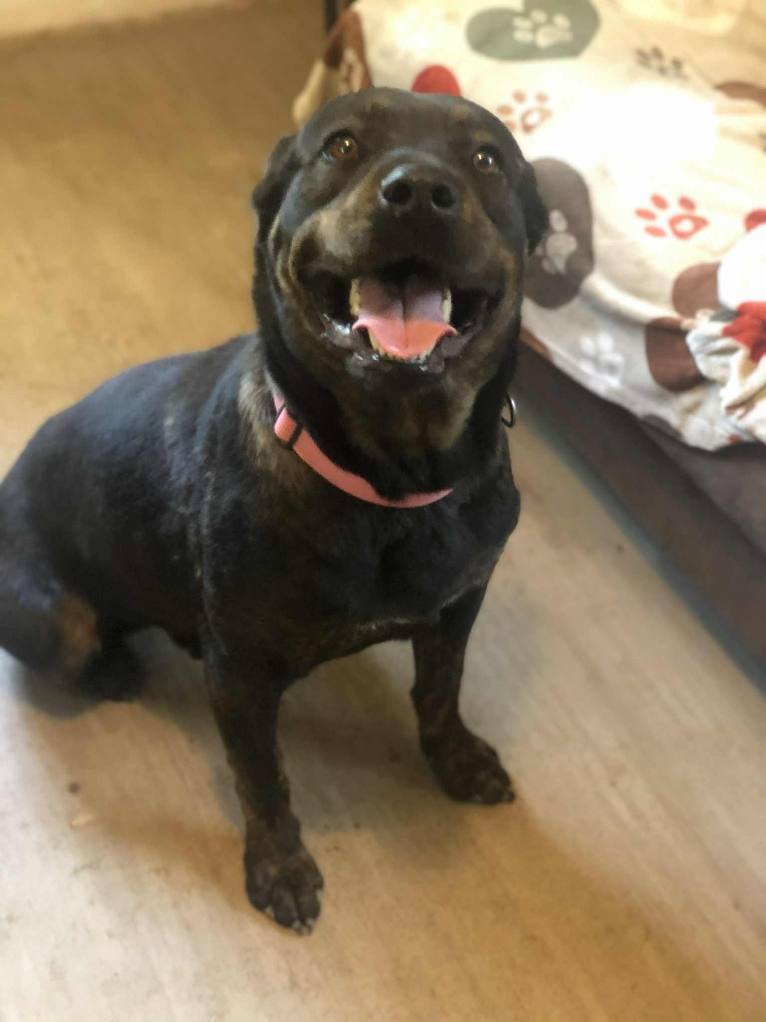 Vinny, a Adoptable mixed breed in Campton, KY image 5/5