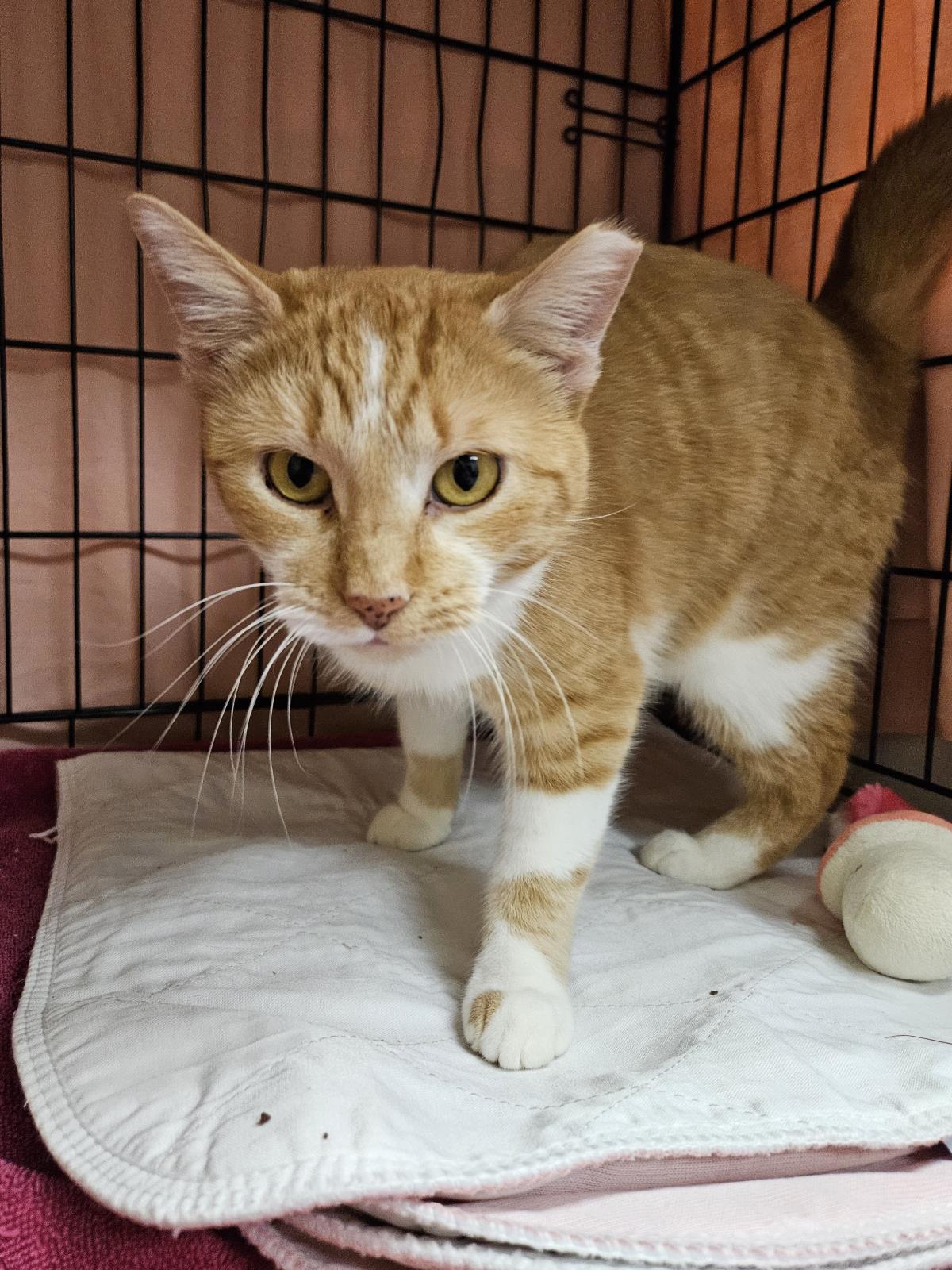 Enlarge Elva, a Adoptable mixed breed in Front Royal, VA image 2/2