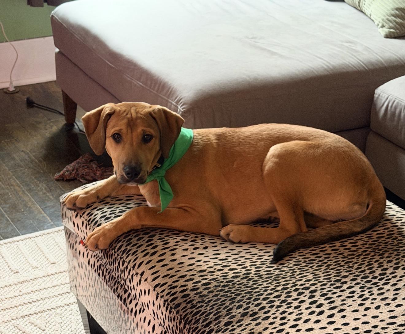 Enlarge Caramel, a Adoptable mixed breed in Hiawatha, KS image 1/3