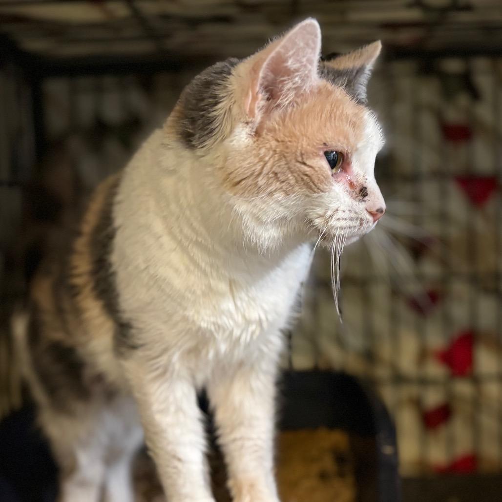 Enlarge Sweet Treat, a Adoptable Domestic Short Hair in Fredericksburg, VA image 1/6