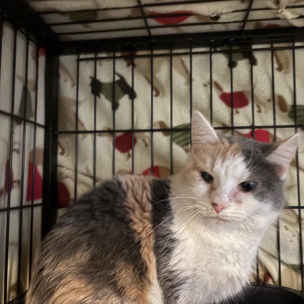 Enlarge Sweet Treat, a Adoptable Domestic Short Hair in Fredericksburg, VA image 2/6