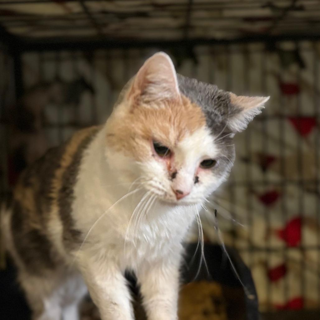 Enlarge Sweet Treat, a Adoptable Domestic Short Hair in Fredericksburg, VA image 3/6