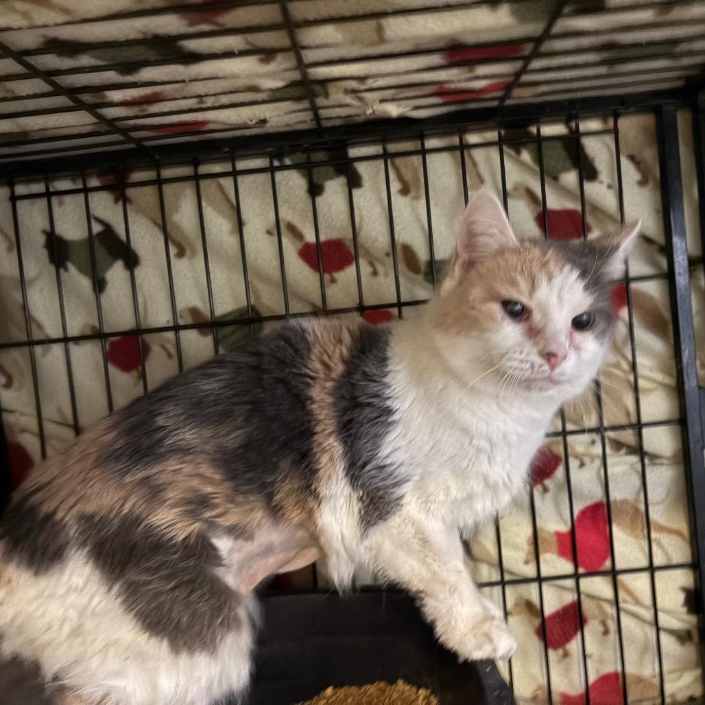 Enlarge Sweet Treat, a Adoptable Domestic Short Hair in Fredericksburg, VA image 4/6