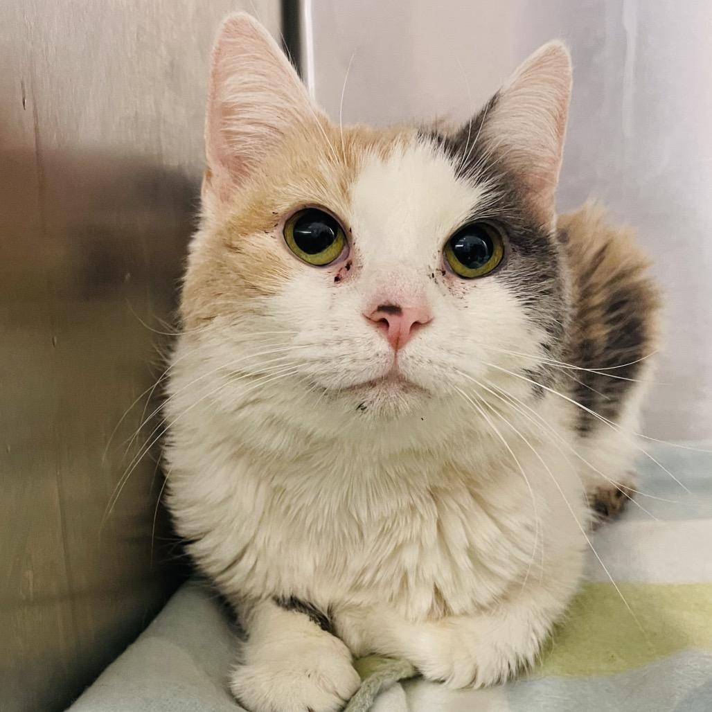 Enlarge Sweet Treat, a Adoptable Domestic Short Hair in Fredericksburg, VA image 5/6