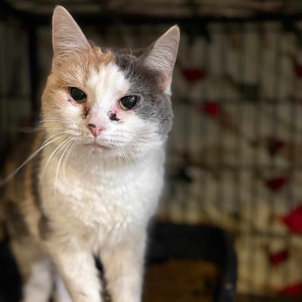 Enlarge Sweet Treat, a Adoptable Domestic Short Hair in Fredericksburg, VA image 6/6