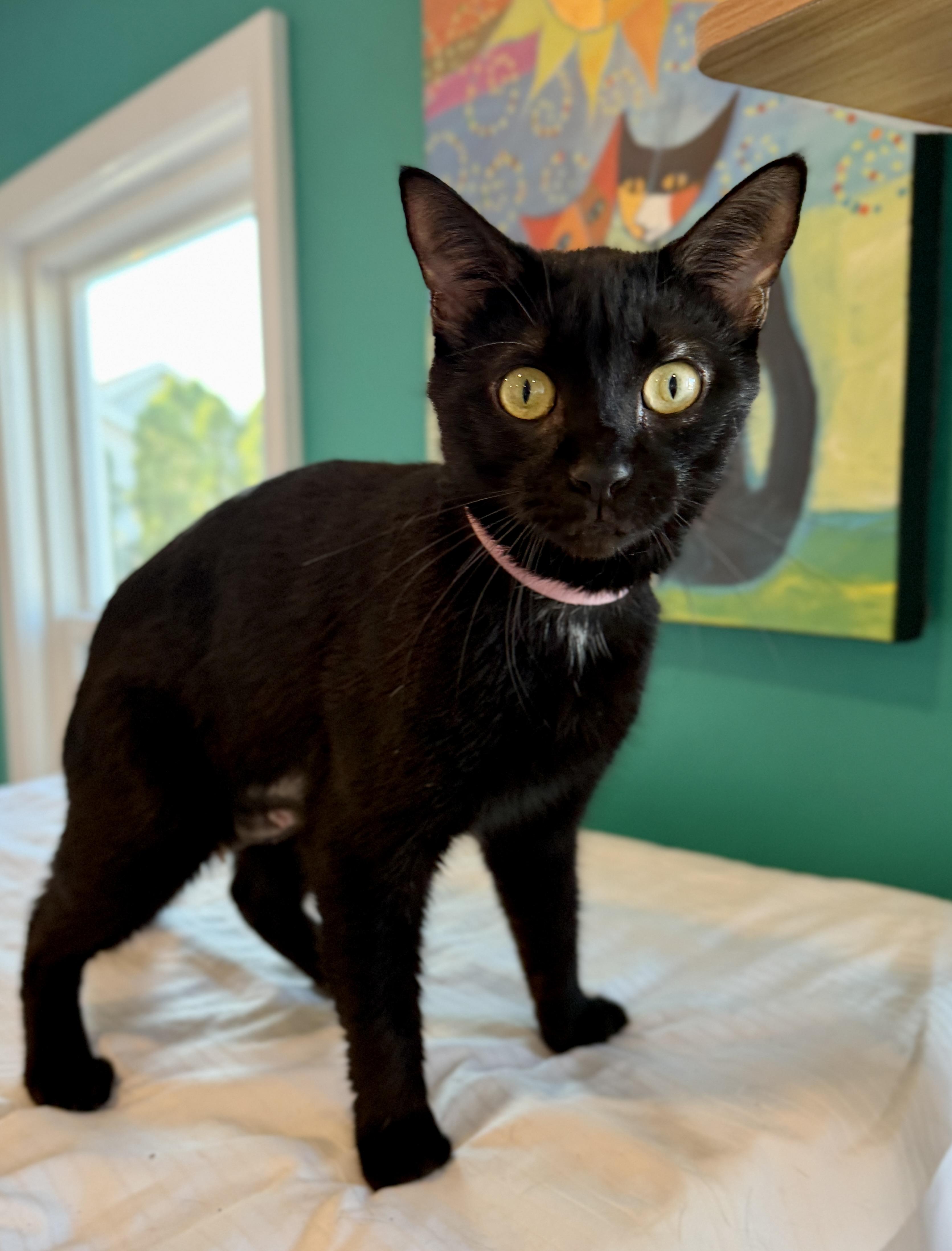 Enlarge Myla, a Adoptable American Shorthair in Hull, MA image 2/6