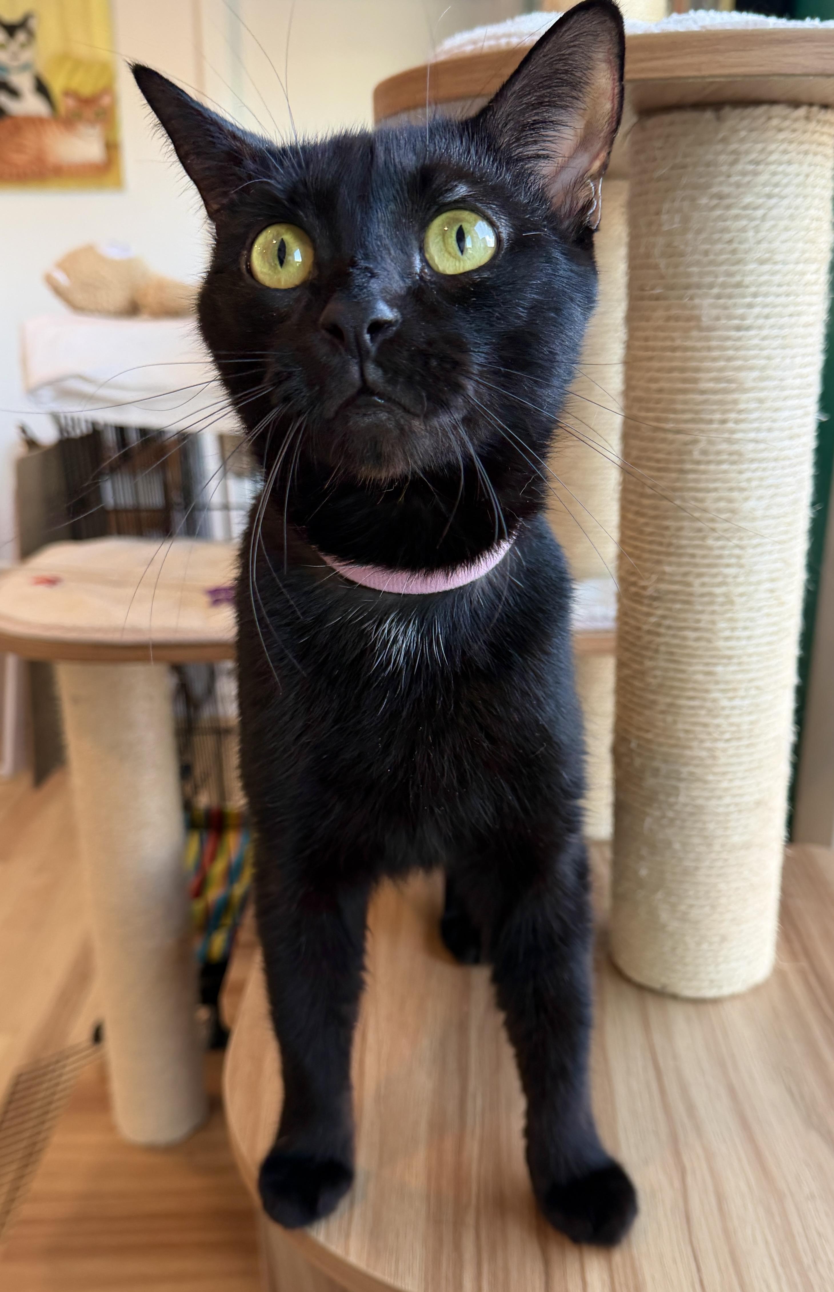 Enlarge Myla, a Adoptable American Shorthair in Hull, MA image 3/6