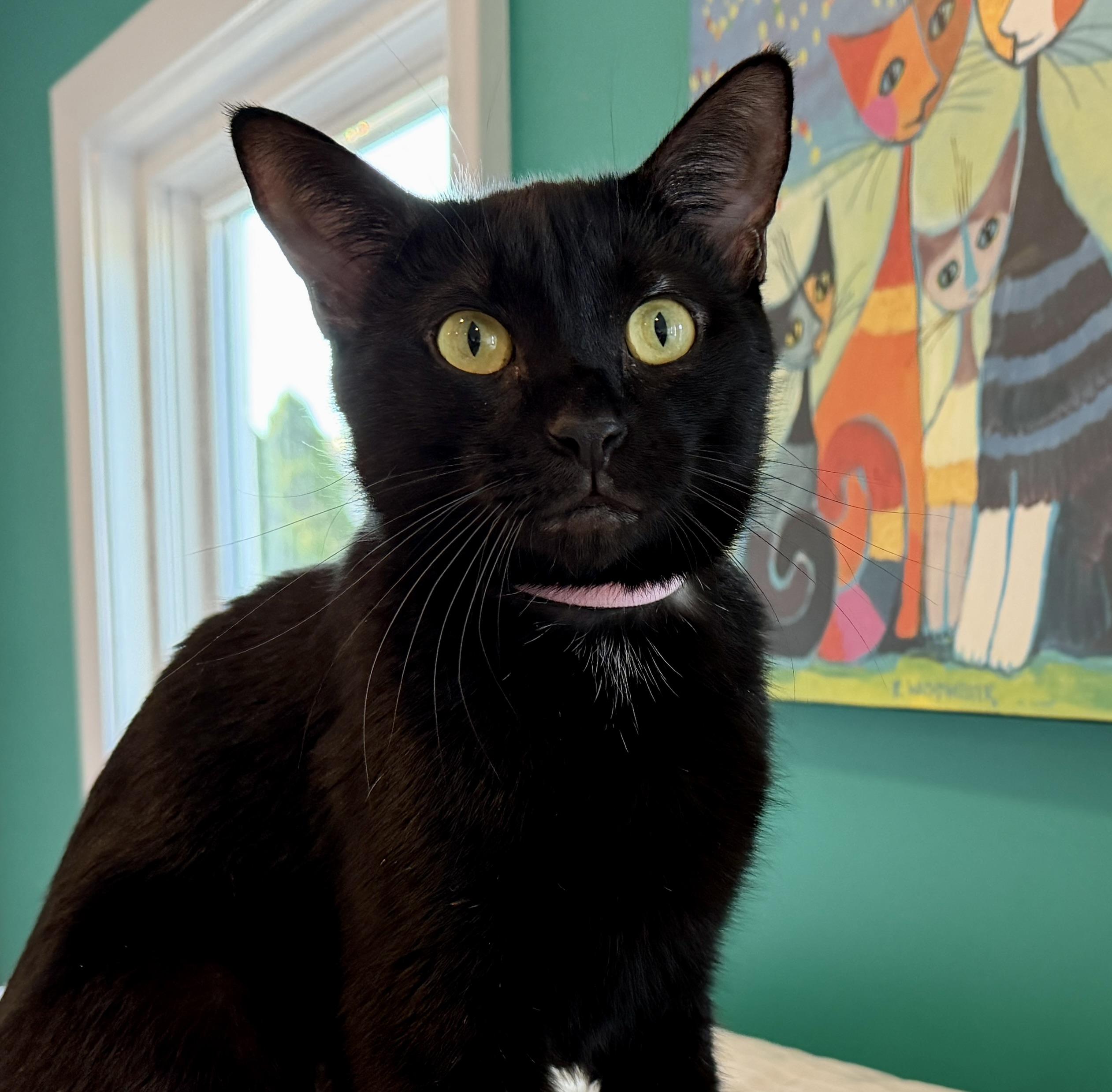 Enlarge Myla, a Adoptable American Shorthair in Hull, MA image 1/6