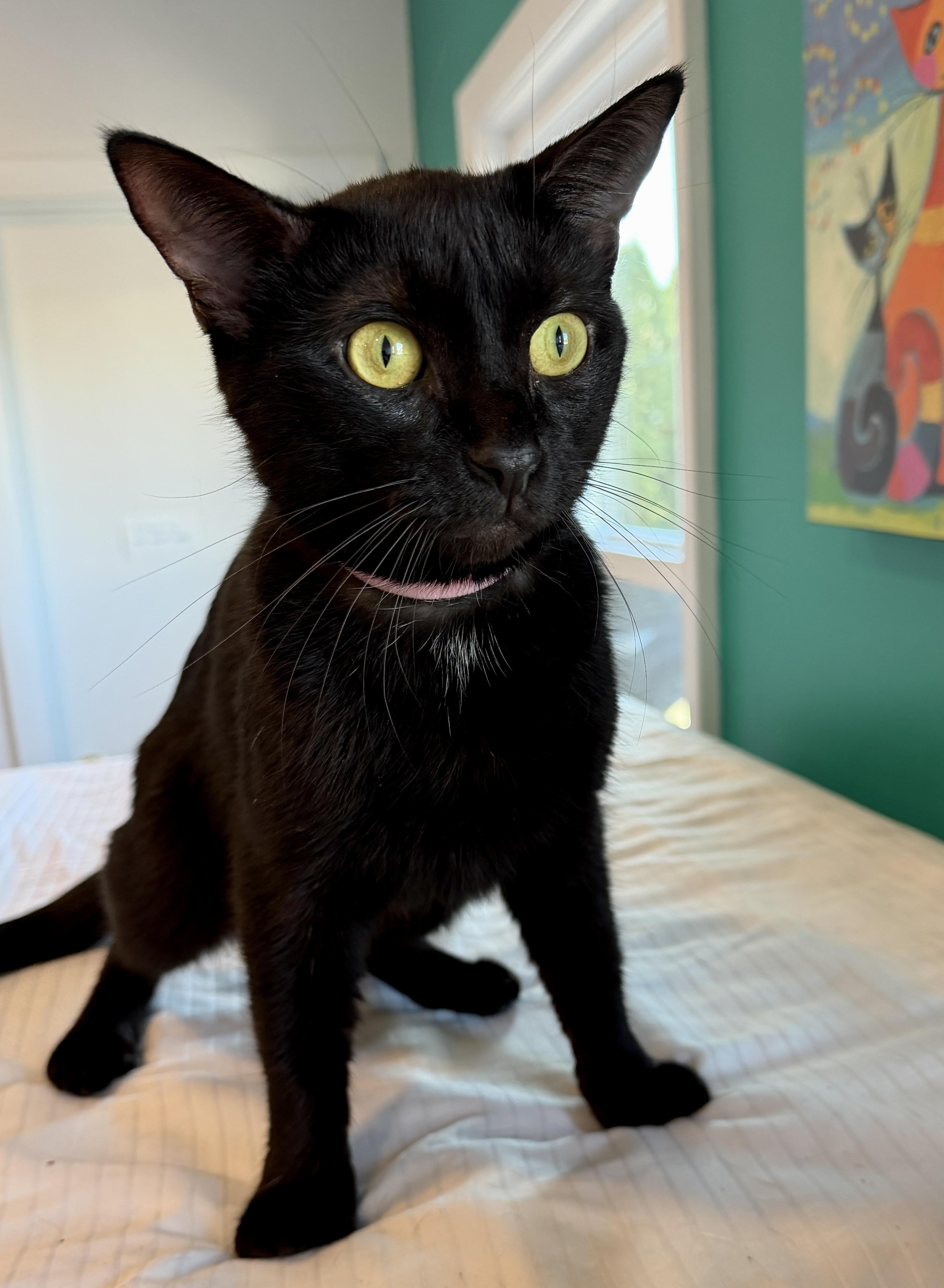 Enlarge Myla, a Adoptable American Shorthair in Hull, MA image 4/6