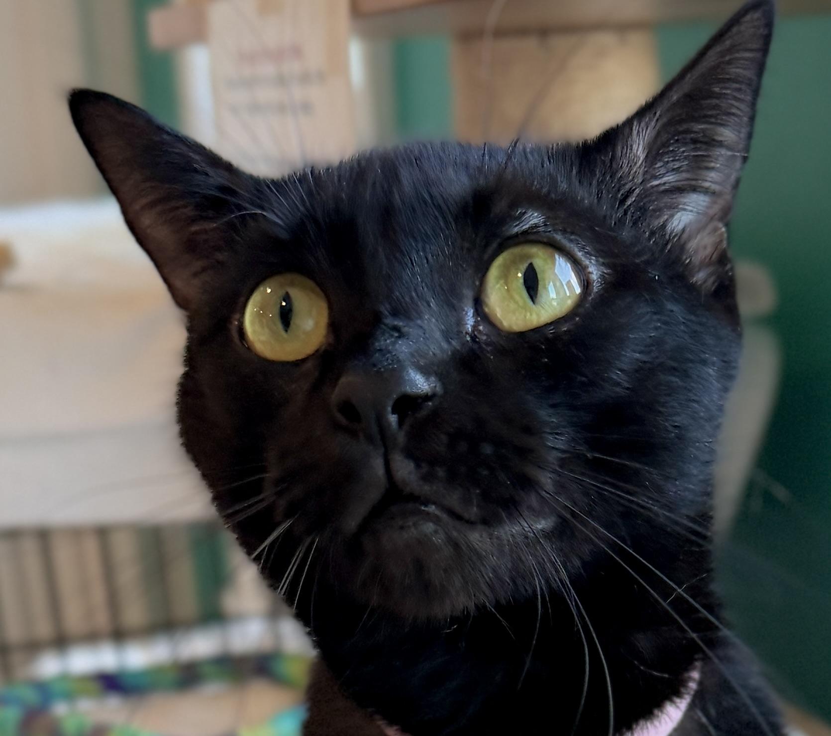 Enlarge Myla, a Adoptable American Shorthair in Hull, MA image 5/6