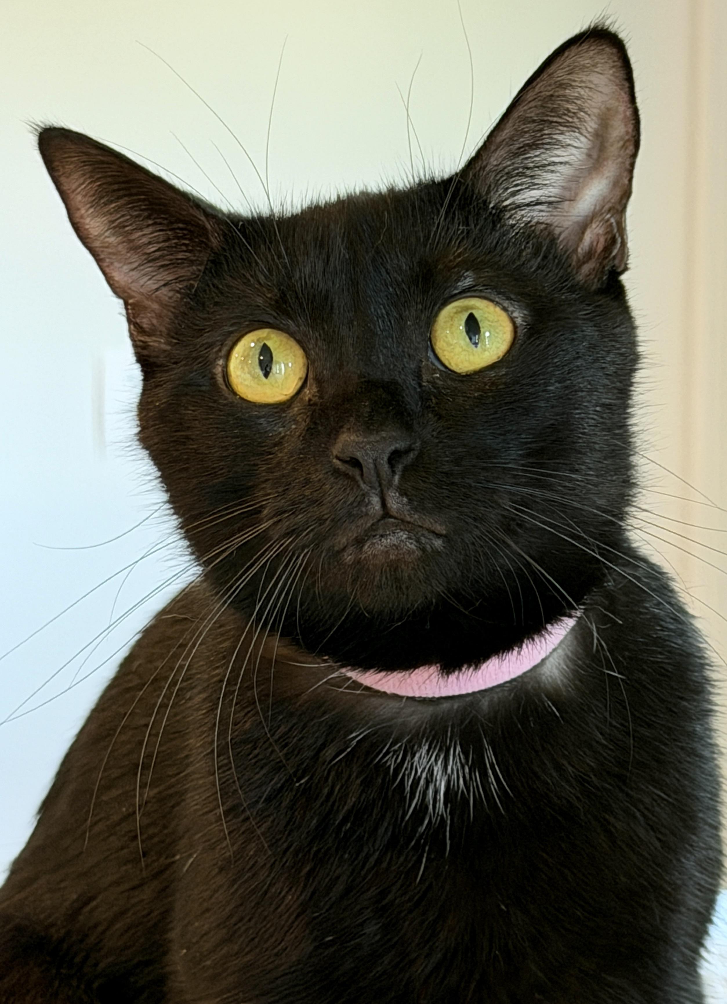 Enlarge Myla, a Adoptable American Shorthair in Hull, MA image 6/6