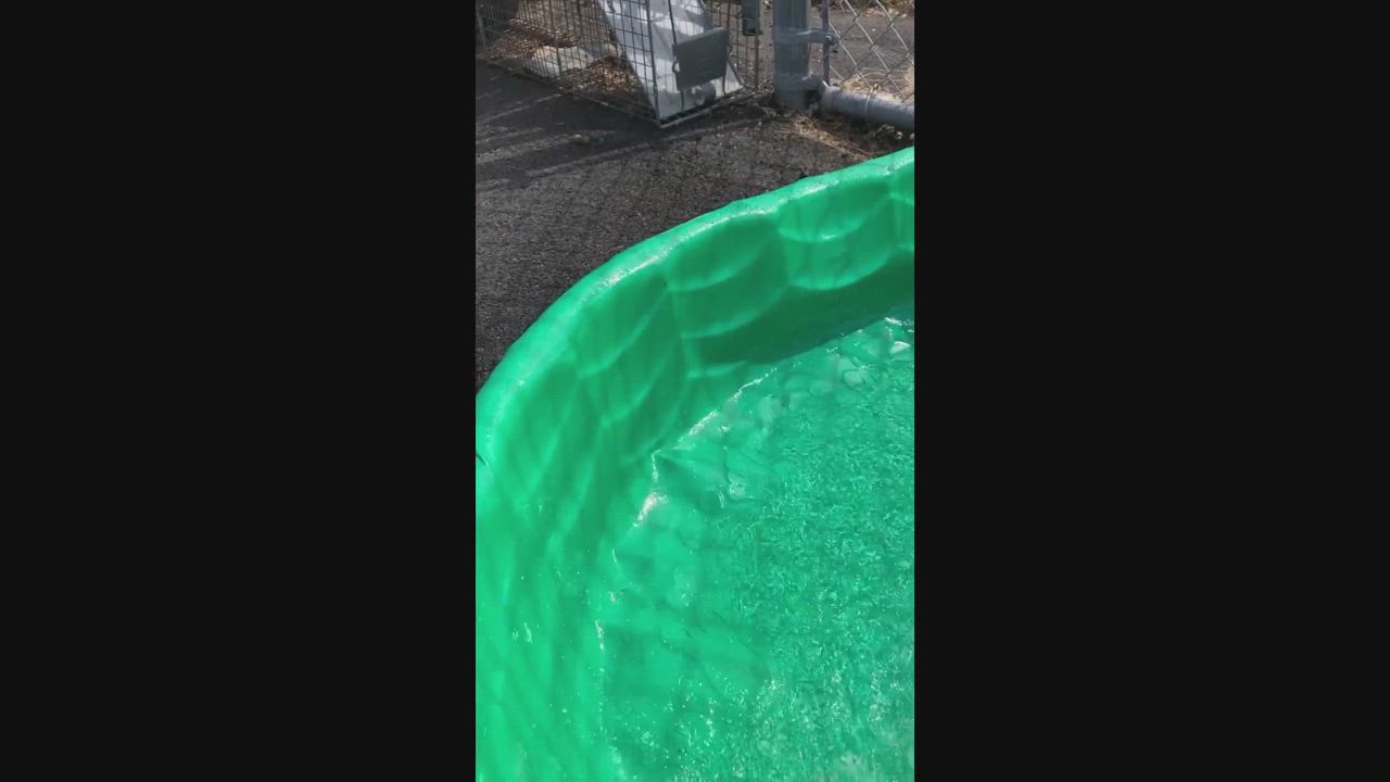 Enlarge Unk, a Adopted mixed breed in Auburn, MA video 2/3