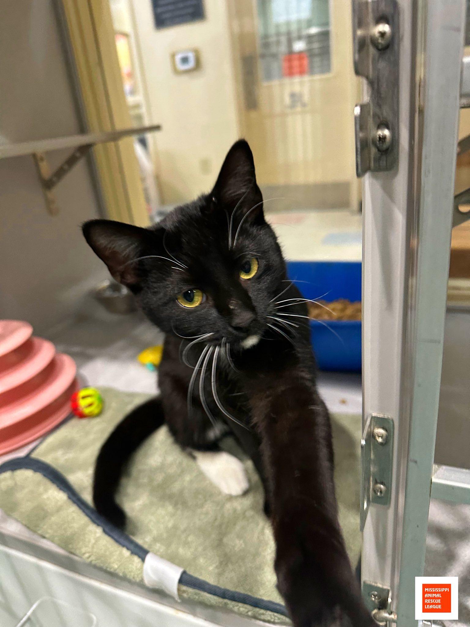 Enlarge Armani, a ADOPTABLE Domestic Short Hair in Jackson, MS image 1/1