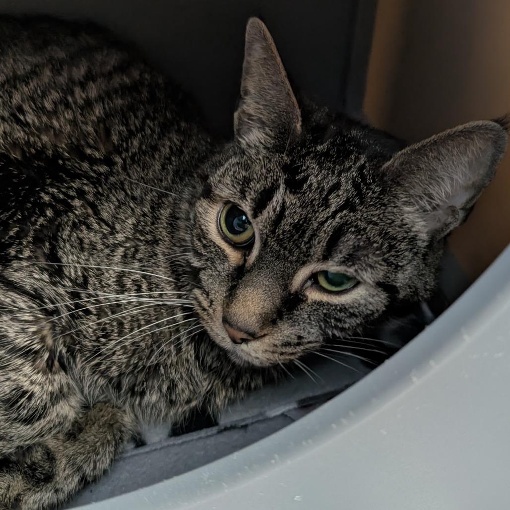 FooFoo, Adoptable, Adult Female Domestic Short Hair.