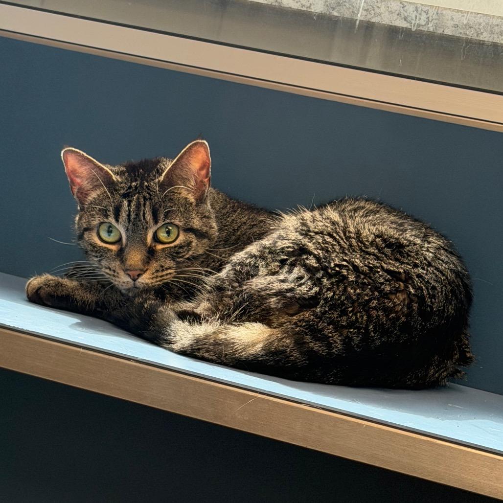 FooFoo, a Adoptable Domestic Short Hair in Watertown, NY image 2/2