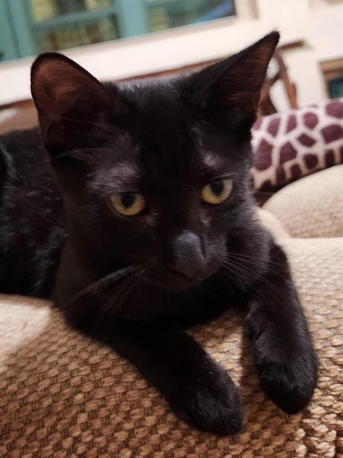 Raven (Almond), a Adoptable mixed breed in New Braunfels, TX image 1/2