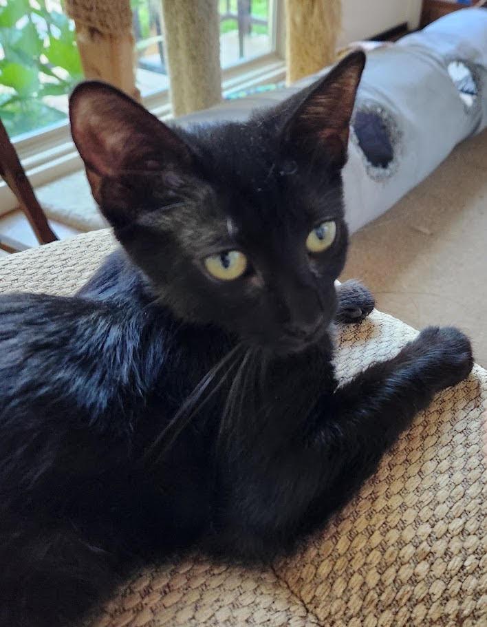 Raven (Almond), a Adoptable mixed breed in New Braunfels, TX image 2/2