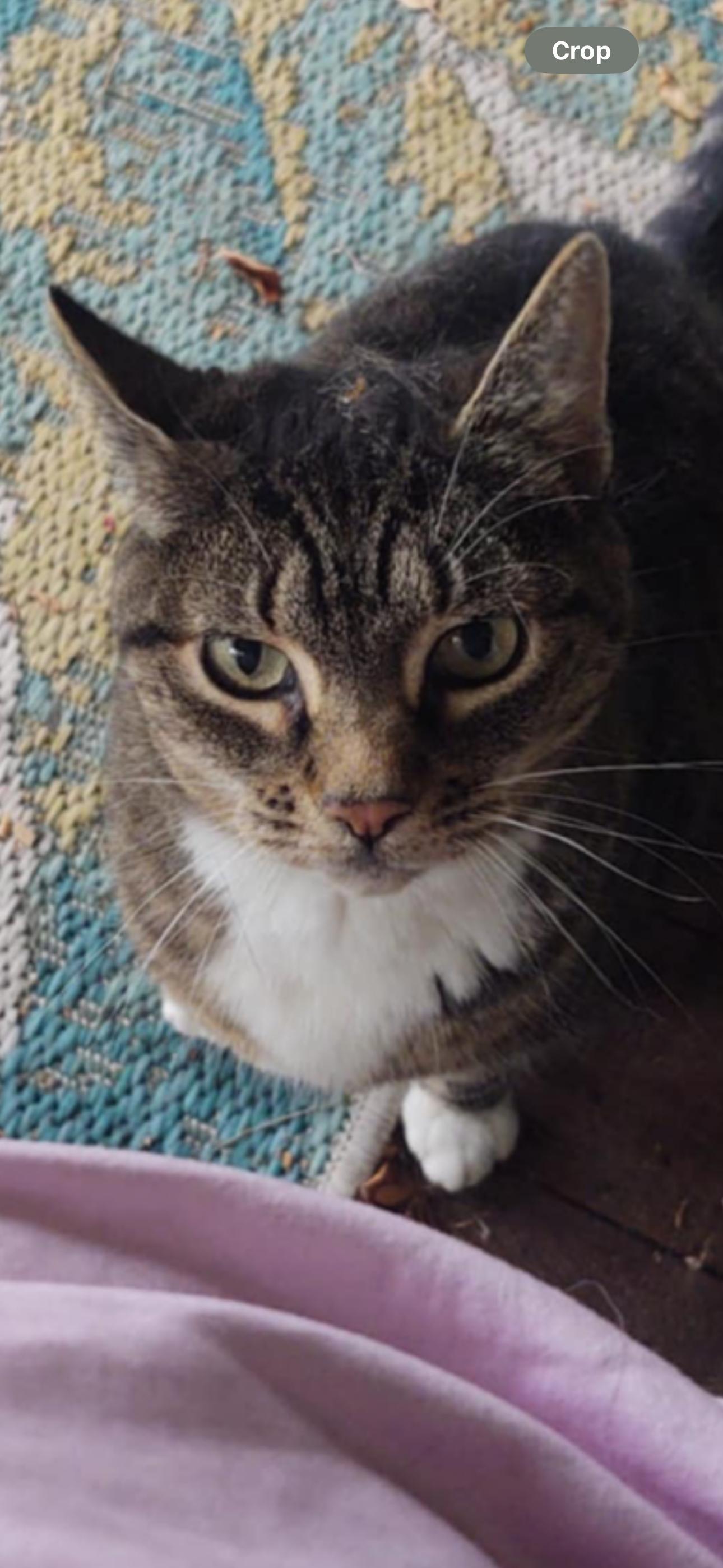 Karma, Adoptable, Senior Female American Shorthair.
