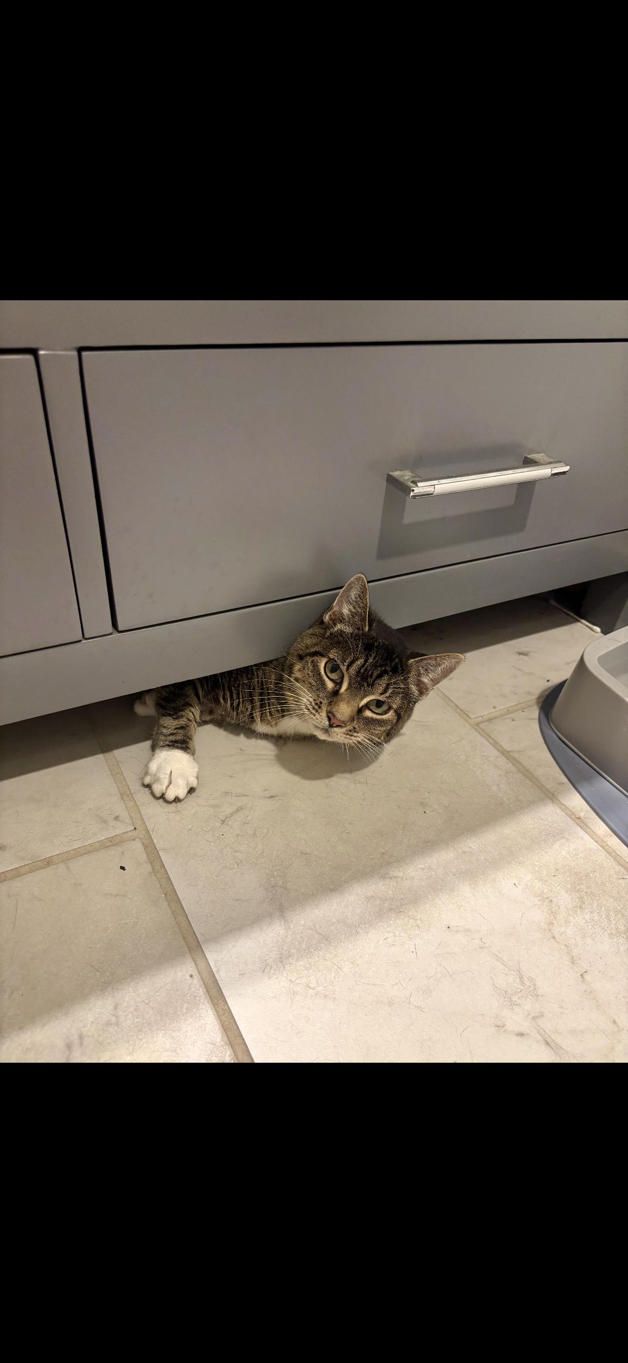 Karma, a Adoptable American Shorthair in Johnstown, NY image 5/5