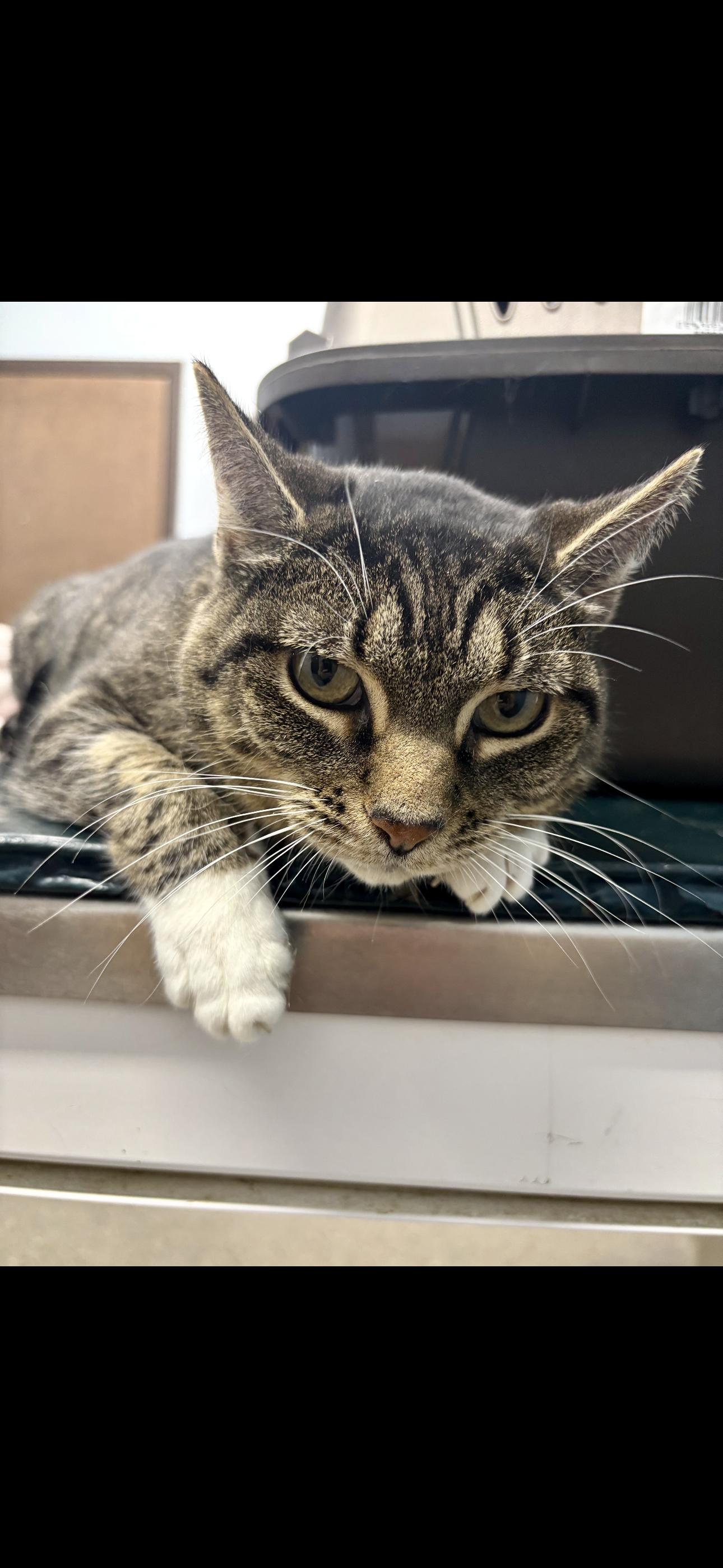 Karma, a Adoptable American Shorthair in Johnstown, NY image 4/5