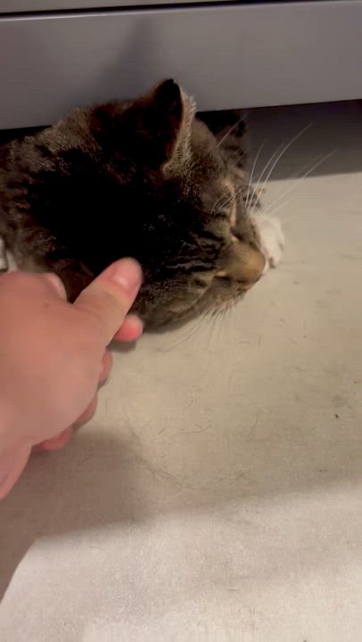 Enlarge Karma, a Adoptable American Shorthair in Johnstown, NY video 2/5