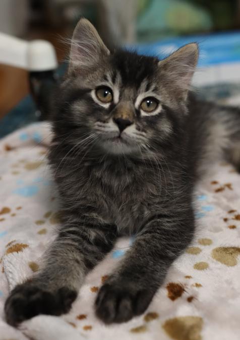 Enlarge Ziggy (Bonded with Callie Rose), an adopted Domestic Long Hair in Rochester, NY image 5/6