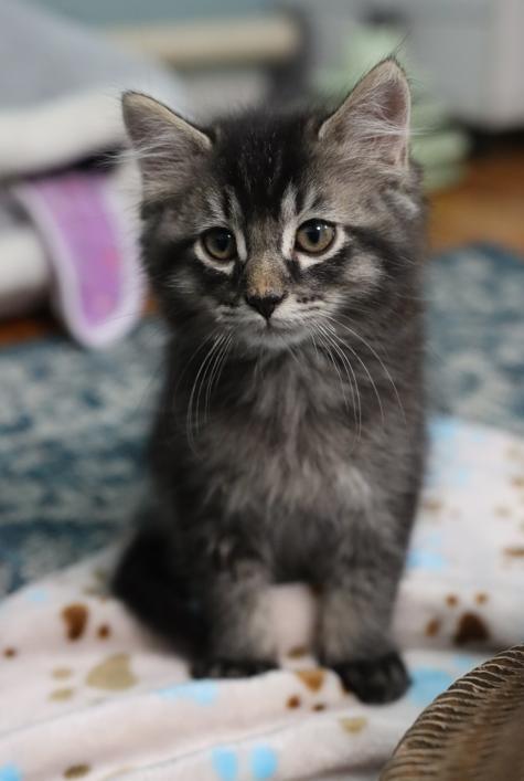 Enlarge Ziggy (Bonded with Callie Rose), an adopted Domestic Long Hair in Rochester, NY image 1/6