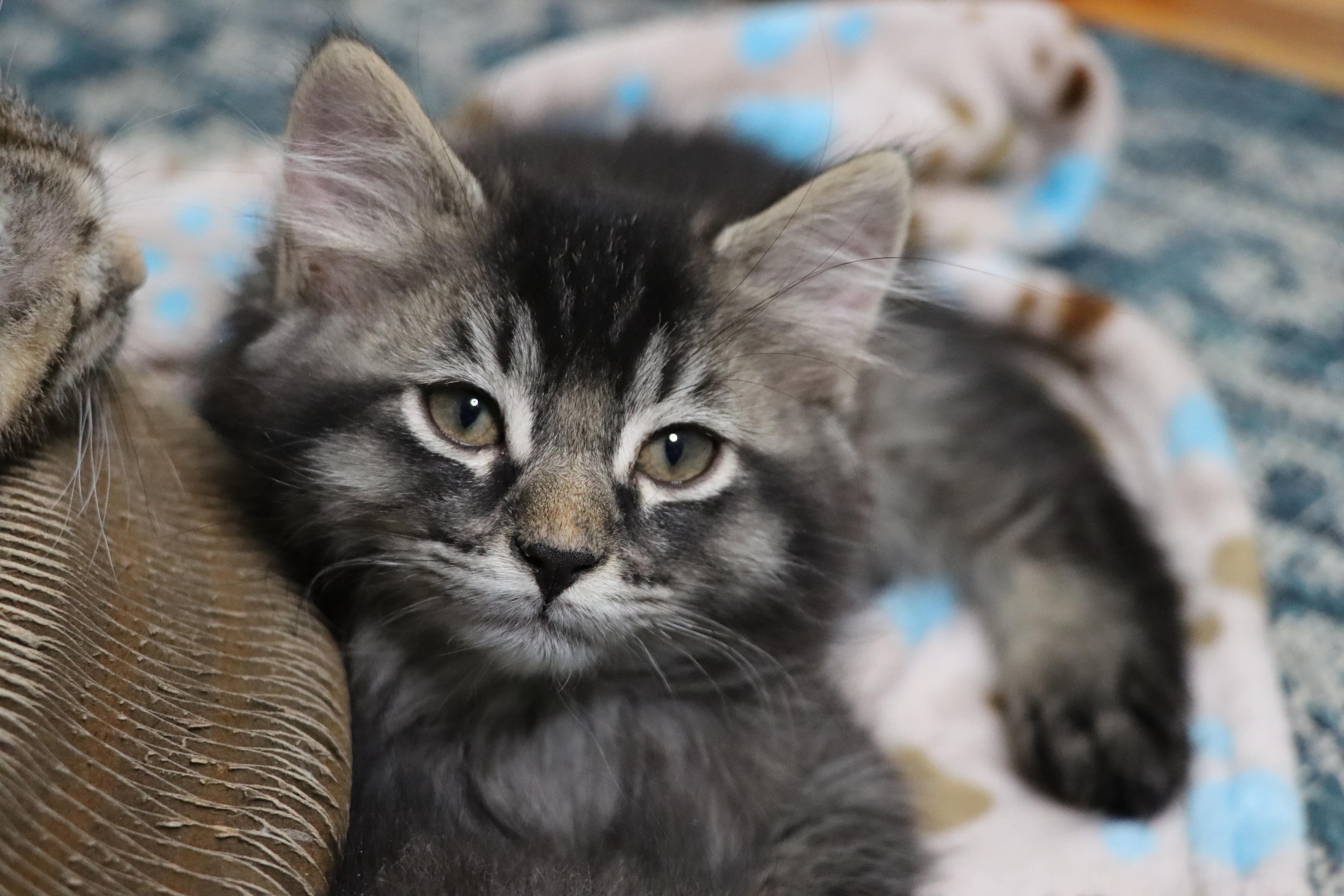 Enlarge Ziggy (Bonded with Callie Rose), an adopted Domestic Long Hair in Rochester, NY image 2/6