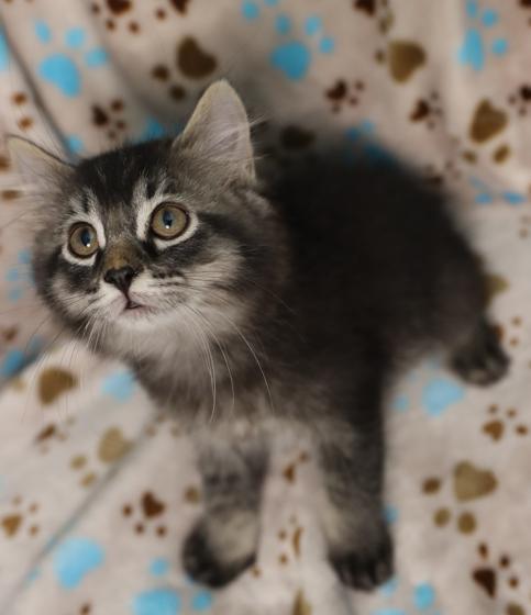 Enlarge Ziggy (Bonded with Callie Rose), an adopted Domestic Long Hair in Rochester, NY image 3/6