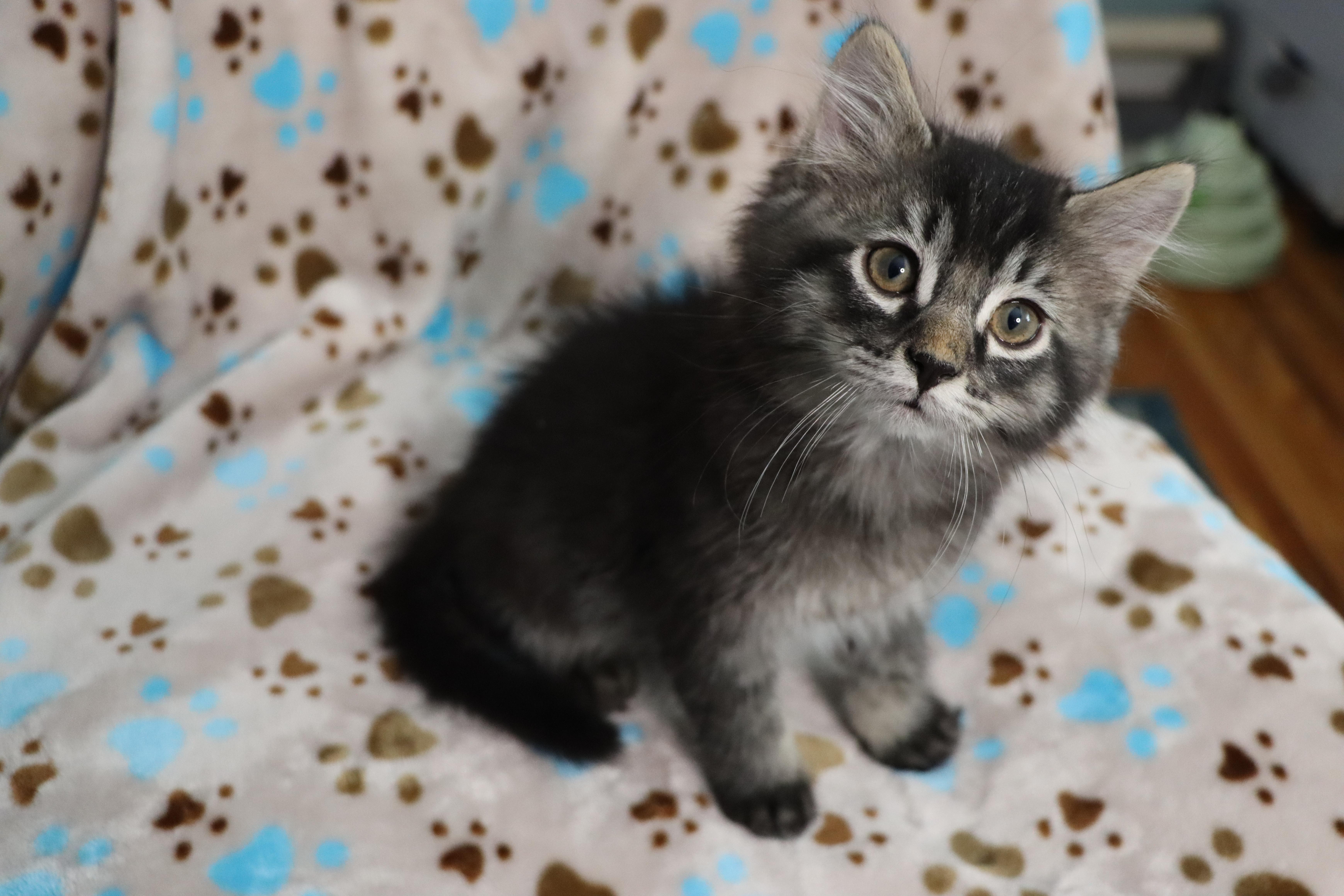 Enlarge Ziggy (Bonded with Callie Rose), an adopted Domestic Long Hair in Rochester, NY image 6/6